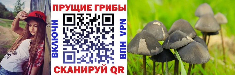 Купить закладки  Карпинск  Галлюциногенные грибы Cubensis 